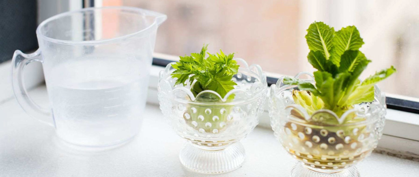 Propagating lettuce in a jar