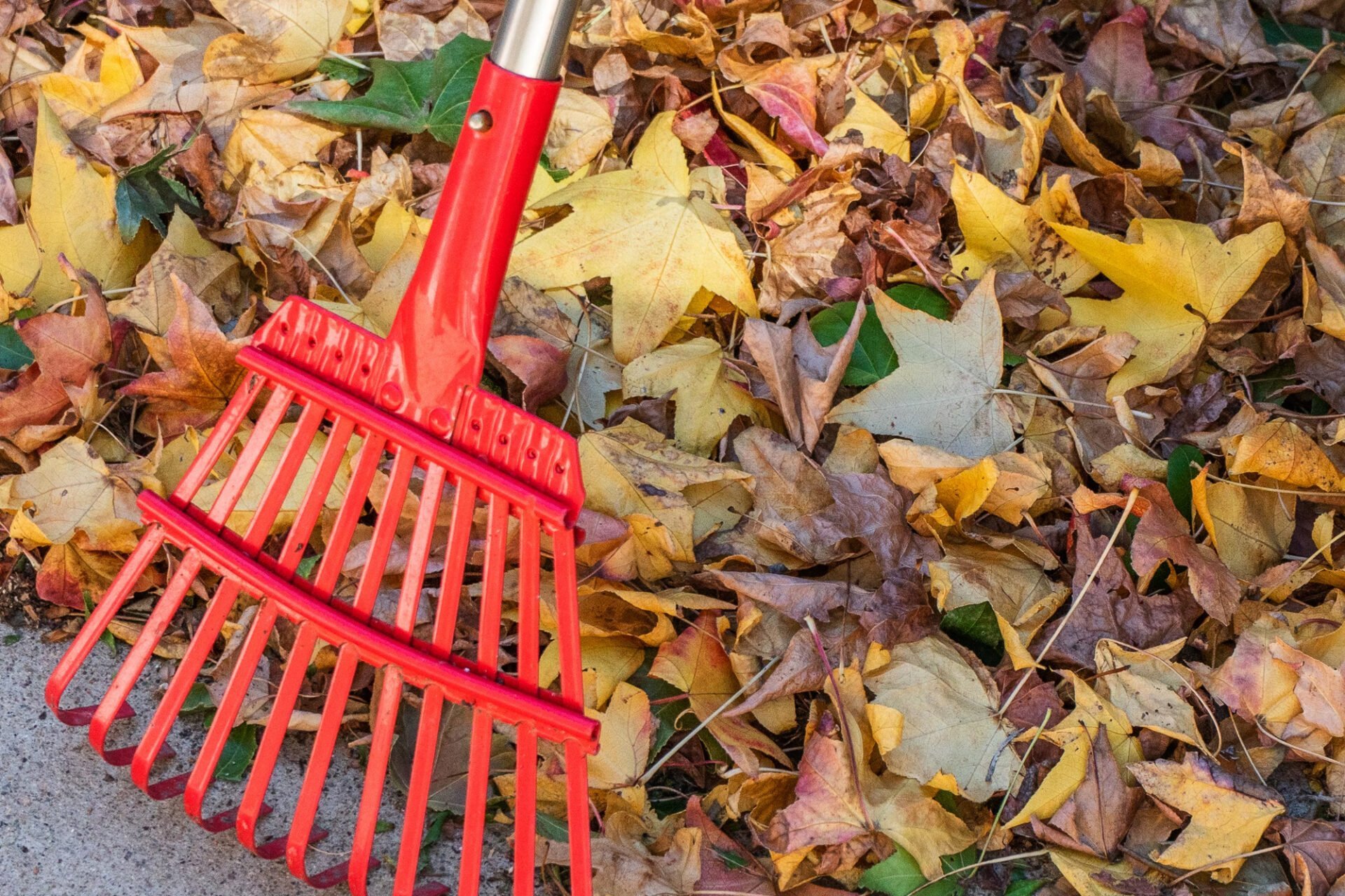 A red rake on a pile of autumn leaves.